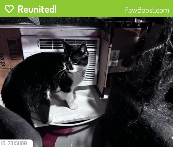 Reunited Male Cat last seen 26th and kostner, Chicago, IL 60623