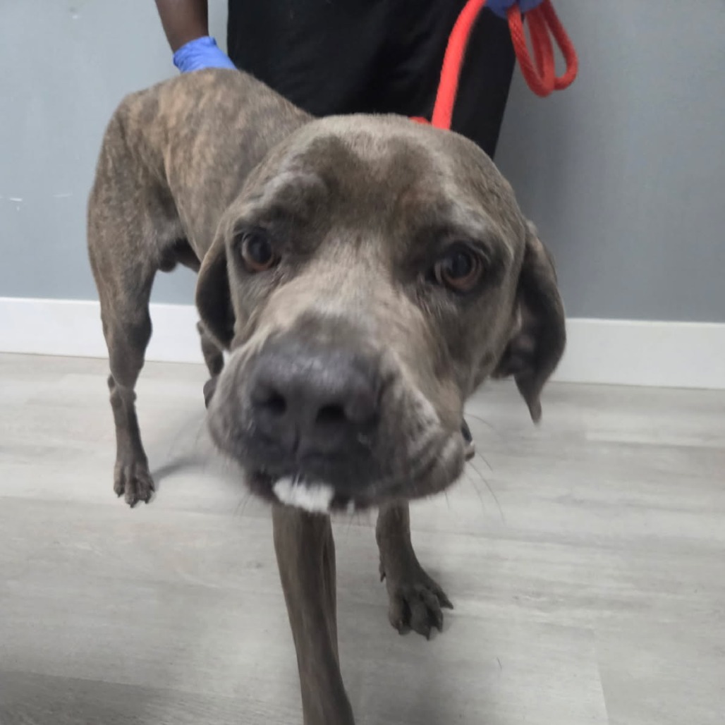Shelter Stray Male Dog last seen , 1392 NW Shelter Gln, Lake City, FL 32055, USA