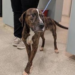 Shelter Stray Male Dog last seen , 8464 Beach Blvd, Jacksonville, FL 32216, USA