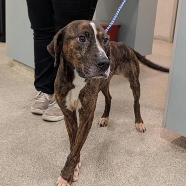 Shelter Stray Male Dog last seen , 8464 Beach Blvd, Jacksonville, FL 32216, USA