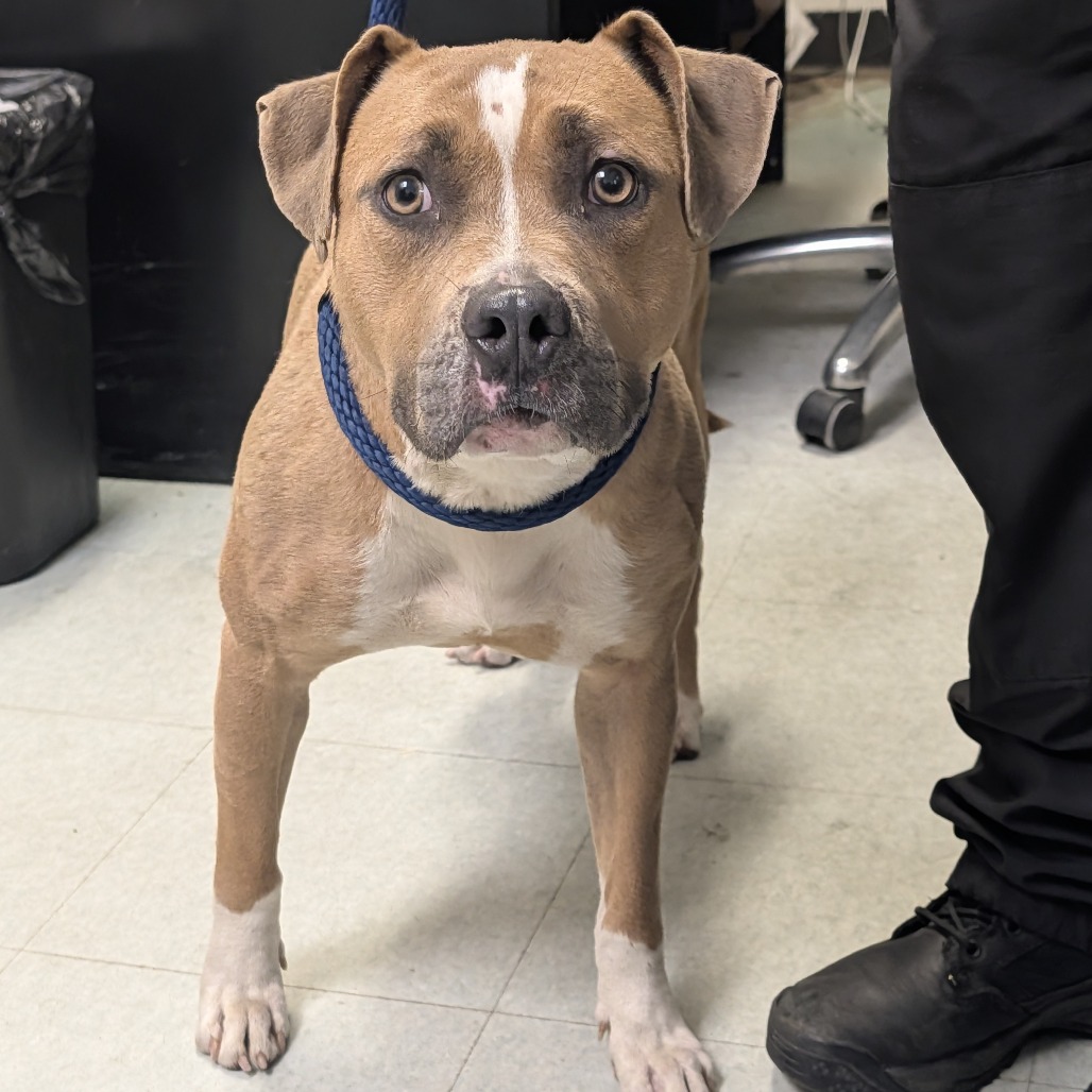 Shelter Stray Female Dog last seen , Animal Care & Control Team of Philly, 111 W Hunting Park Ave, Philadelphia, PA 19140, USA