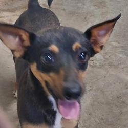 Shelter Stray Male Dog last seen , 141 Canna Ln, Lake Jackson, TX 77566, USA