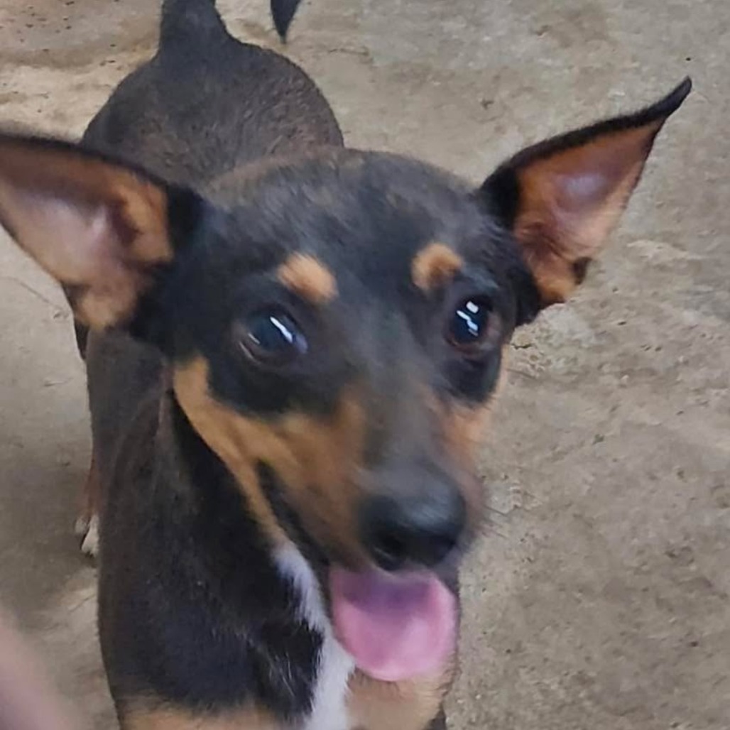 Shelter Stray Male Dog last seen , 141 Canna Ln, Lake Jackson, TX 77566, USA