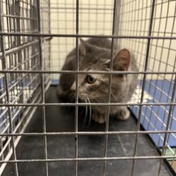 Shelter Stray Unknown Cat last seen , 141 Canna Ln, Lake Jackson, TX 77566, USA