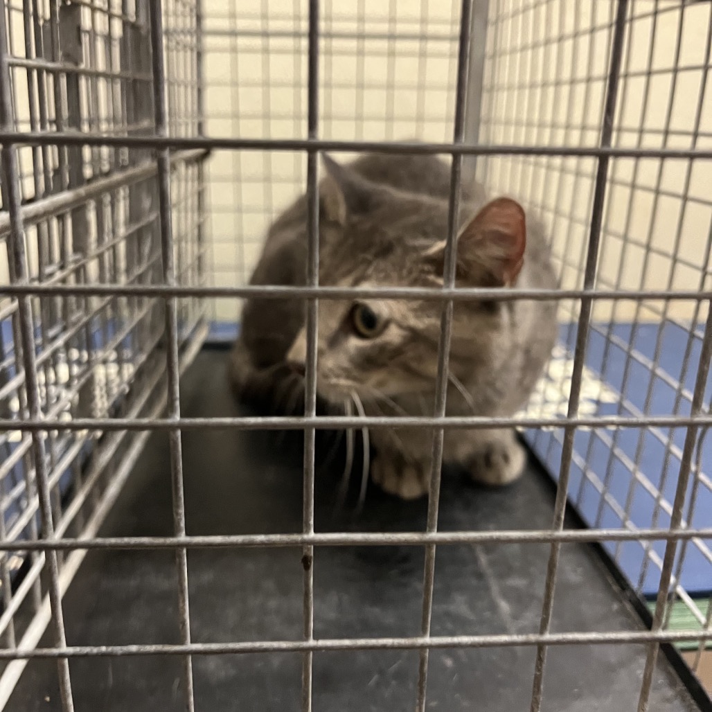 Shelter Stray Unknown Cat last seen , 141 Canna Ln, Lake Jackson, TX 77566, USA