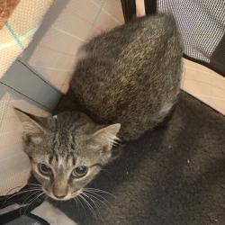 Shelter Stray Unknown Cat last seen , 980 Guilford College Rd, Greensboro, NC 27409, USA