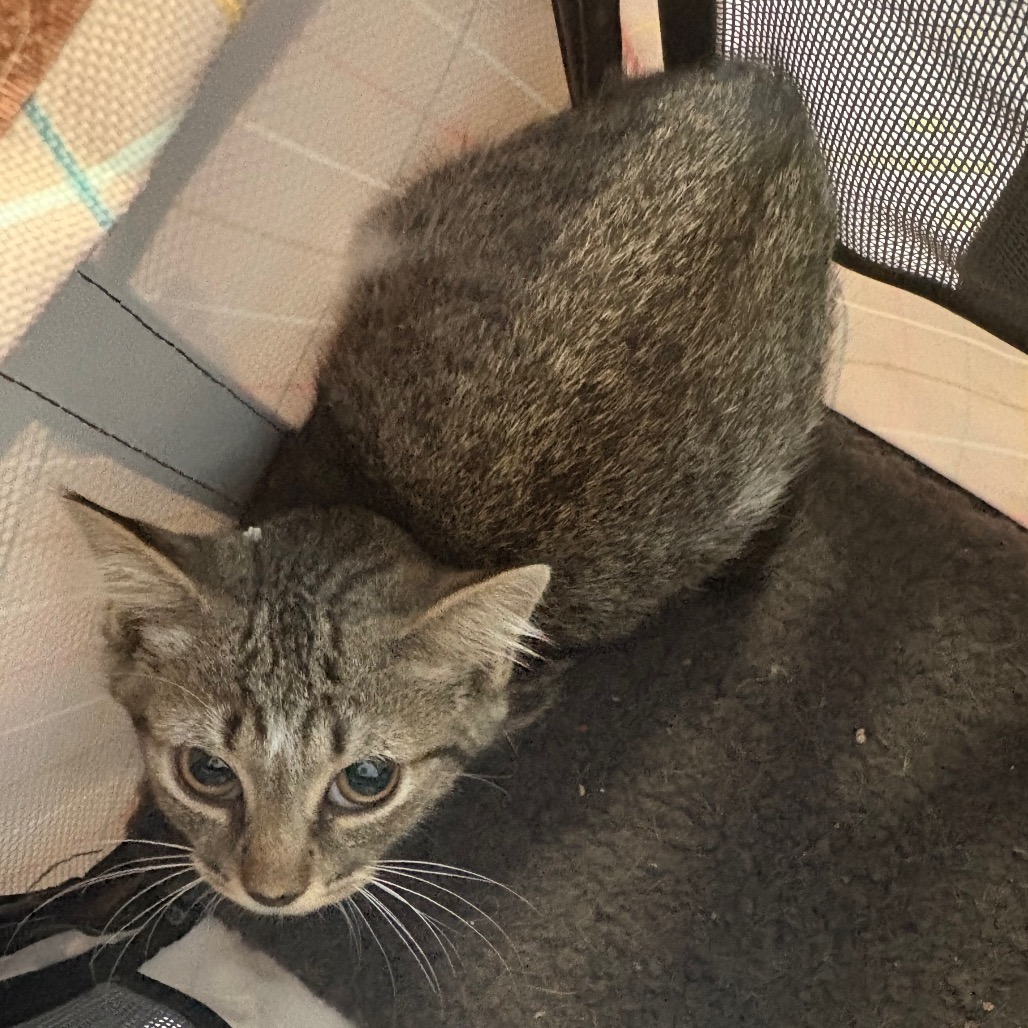 Shelter Stray Unknown Cat last seen , 980 Guilford College Rd, Greensboro, NC 27409, USA
