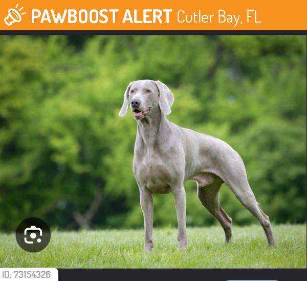 Found/Stray Male Dog last seen Sw 199 Street Sw 133 Court, Cutler Bay, FL 33157