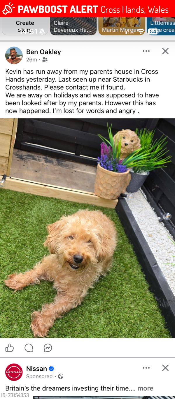 Lost Male Dog last seen Starbucks, Cross Hands, Wales 