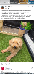 Lost Male Dog last seen Starbucks, Cross Hands, Wales 