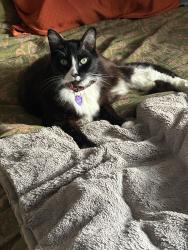Reunited Male Cat last seen 24th & Clinton, Portland, OR 97214