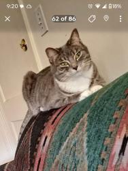 Reunited Female Cat last seen Beaver Ave and Sani Dr Des Moines,Iowa, Des Moines, IA 50311