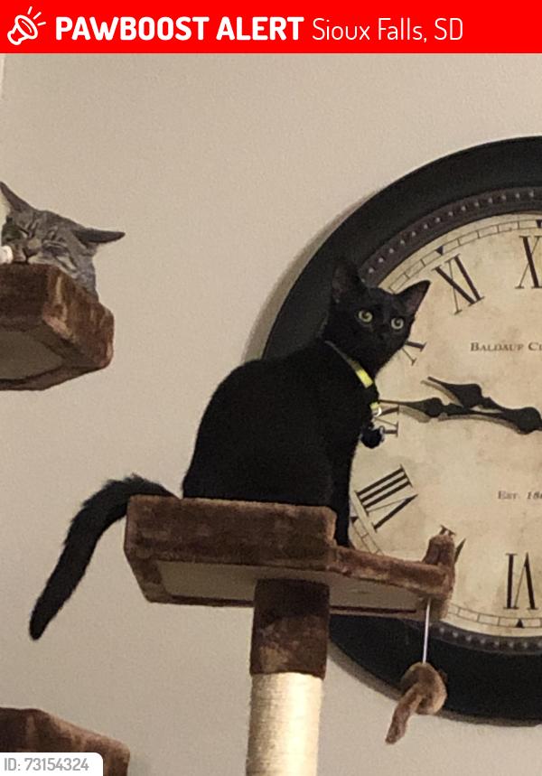 Lost Male Cat last seen Sparta St, Lystra St, Attalia St, Pisidian St, Sioux Falls, Sioux Falls, SD 57110