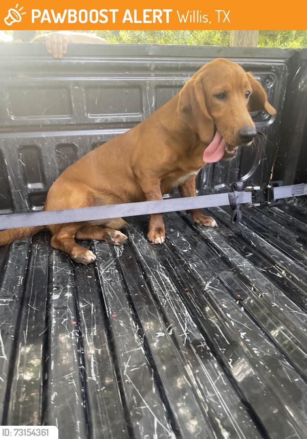 Found/Stray Male Dog last seen Near, Willis, TX 77378