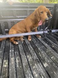 Found/Stray Male Dog last seen Near, Willis, TX 77378