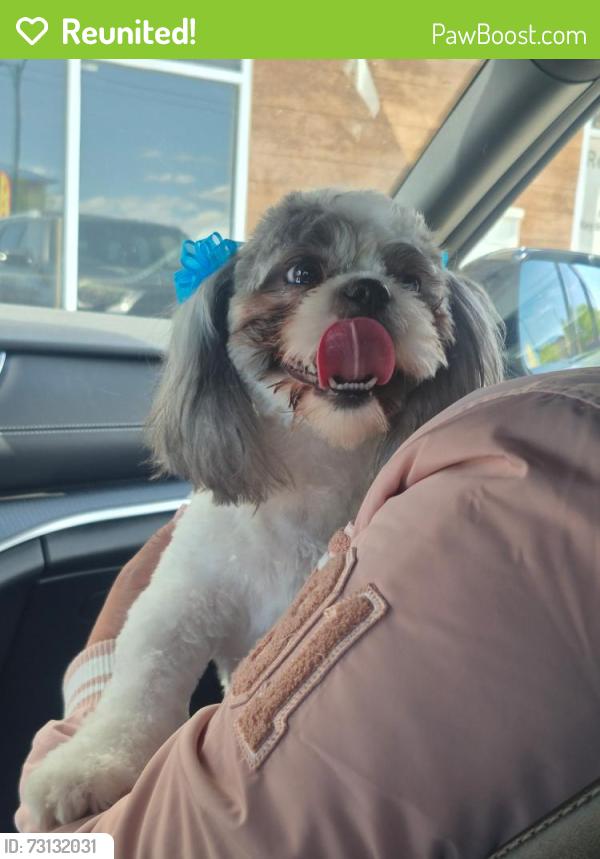 Reunited Female Dog last seen Near east cave El Paso texas, El Paso, TX 79938
