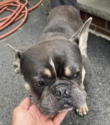 Reunited Male Dog last seen Near Broad Street Clifton, Clifton, NJ 07013