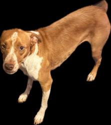 Reunited Female Dog last seen Garden Lane and E.29th St., Bryan, TX 77802