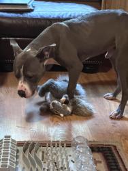 Found/Stray Male Dog last seen Wright Rs and S Decker Dr, Montgomery County, TX 77362