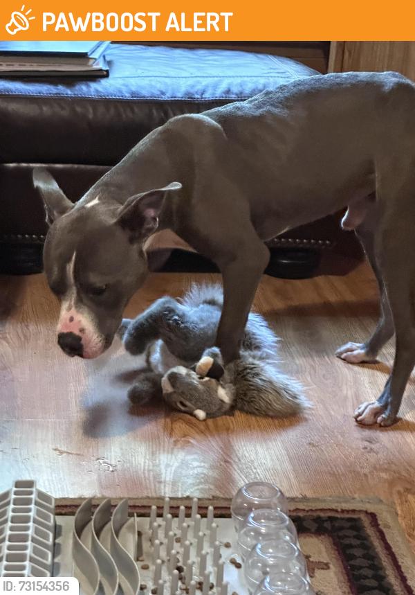Found/Stray Male Dog last seen Wright Rs and S Decker Dr, Montgomery County, TX 77362