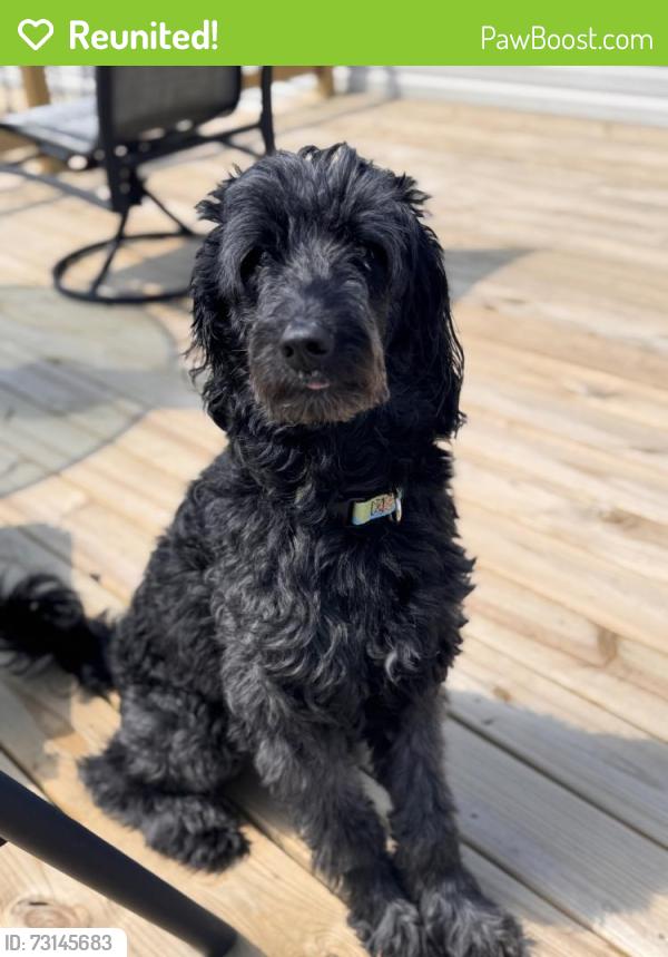 Reunited Male Dog last seen Our home in Hurricane WV near Dairy Queen on route 60, Hurricane, WV 25526