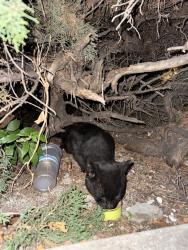 Found/Stray Unknown Cat last seen Safeway on grand, Oakland, CA 94610