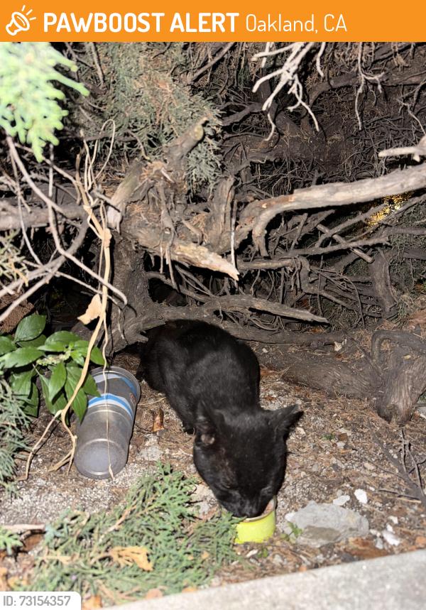 Found/Stray Unknown Cat last seen Safeway on grand, Oakland, CA 94610