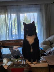 Lost Female Cat last seen Flax Hill at Taylor, Norwalk, CT 06854