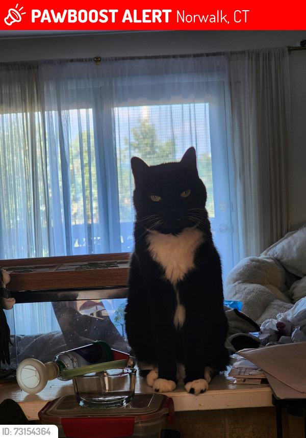 Lost Female Cat last seen Flax Hill at Taylor, Norwalk, CT 06854