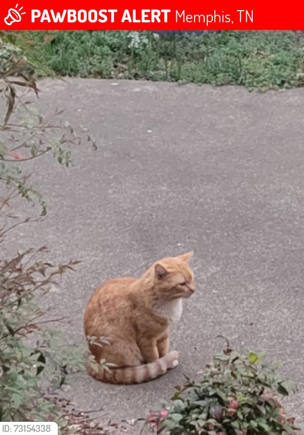 Lost Male Cat last seen Courtland Place/ Linden/ Florence, Memphis, TN 38104