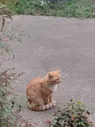 Lost Male Cat last seen Courtland Place/ Linden/ Florence, Memphis, TN 38104