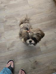 Reunited Female Dog last seen North Olivers Xrd, Maiden, NC 28650