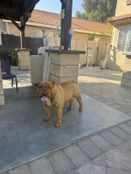 Reunited Male Dog last seen Orange/ Redlands, Perris, CA 92571