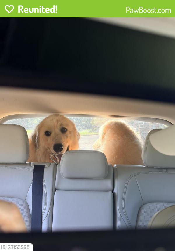 Reunited Female Dog last seen Near rogers road McDonough ga 30252, McDonough, GA 30252