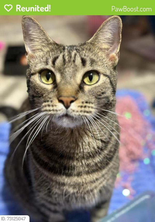Reunited Male Cat last seen Fox hollow, Jasmine Estates, FL 34668