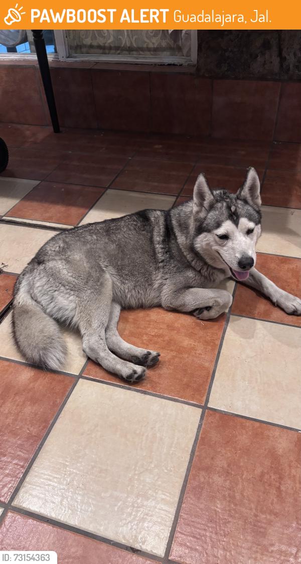 Found/Stray Female Dog last seen Entre calle palos y carabelas, Guadalajara, Jal. 44920