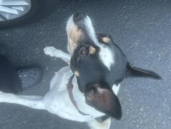 Found/Stray Male Dog last seen Sunset Rd., Burlington, NJ, Burlington Township, NJ 08016