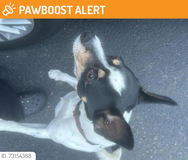 Found/Stray Male Dog last seen Sunset Rd., Burlington, NJ, Burlington Township, NJ 08016