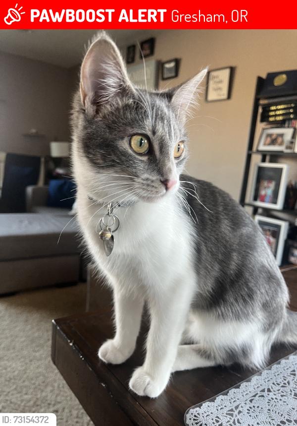 Lost Female Cat last seen Powell valley, Gresham, OR 97080