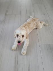 Reunited Male Dog last seen Near ave and 71 pl, Hialeah, FL 33016