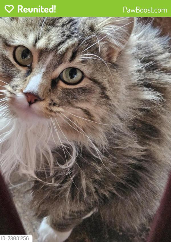 Reunited Female Cat last seen Pettigrew and Halleck Ln., Wellington, CO 80549