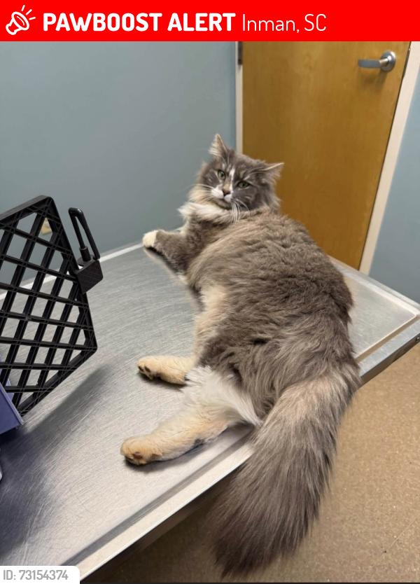 Lost Male Cat last seen Gramling, SC / Holston creek Church area, Inman, SC 29349