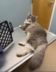 Lost Male Cat last seen Gramling, SC / Holston creek Church area, Inman, SC 29349