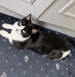 Reunited Female Cat last seen Mount Road, Greater Manchester, England 