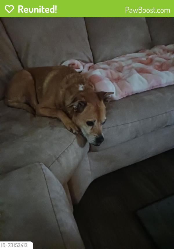 Reunited Female Dog last seen Highway 70 Brahman Road, Doña Ana County, NM 88011