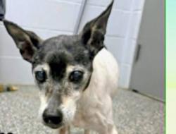 Lost Female Dog last seen Pike street south parkersburg wv, Parkersburg, WV 26101