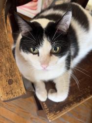 Reunited Male Cat last seen Vose St near the Jon’s and the plaza, Los Angeles, CA 91405
