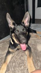 Found/Stray Male Dog last seen Fiesta Island, San Diego, CA 92109