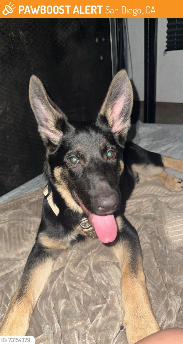 Found/Stray Male Dog last seen Fiesta Island, San Diego, CA 92109