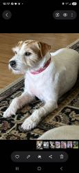 Reunited Male Dog last seen S. Wiggins, Montgomery County, TX 77355